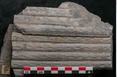 Foto (Detailansicht) von Sigillaria elongata Brongniart (NHMW-GEO-2024-0188-11055)